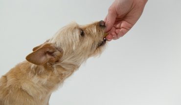 Alimentazione cane e comportamento, i possibili collegamenti