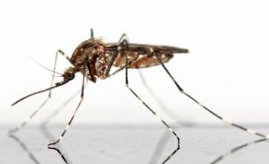 Puntura zanzara rimedi naturali