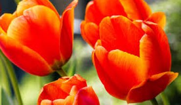 Bulbi di tulipano: istruzioni per l’uso