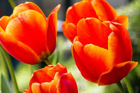 Bulbi di tulipano